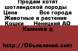 Продам котят шотландской породы › Цена ­ 2 000 - Все города Животные и растения » Кошки   . Ненецкий АО,Каменка д.